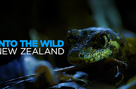 Into the Wild New Zealand: A Tale of Two Penguins