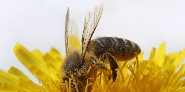 09:25: Welt der Tiere | BR Fernsehen | 3/21 2026