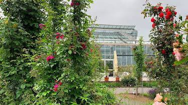 12:30: Im Reich der Blumenkönigin - Rosarium Sangerhausen | MDR Fernsehen | 4/25 2026