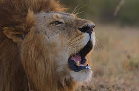 Earthsounds: African Plains