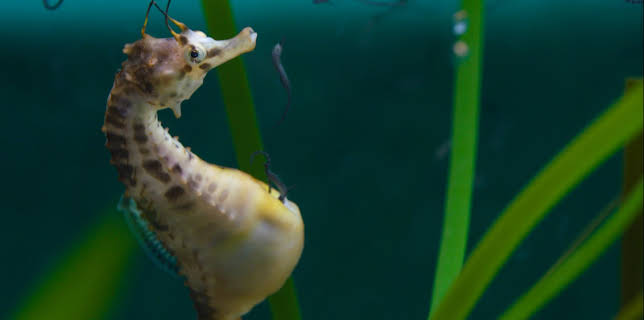 09:10: Big Pacific | ZDFinfo | 11/9 2025