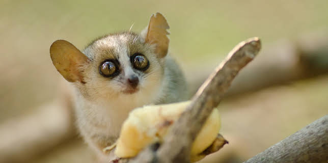 13:05: Little Giants (S1 E13) (S1) | Animal Planet | 1/13 2026