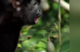 Hunter and Hunted Season 1: The Silent Stalker