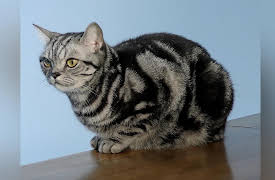 Petchannel Brasil: Johnny Duarte, Animal Photography