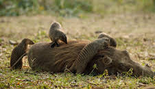 Kalahari – Gesetz der Wildnis (1/2)