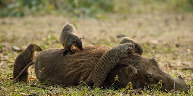 13:20: Kalahari – Gesetz der Wildnis (1/2) | 3SAT | 11/5 2025