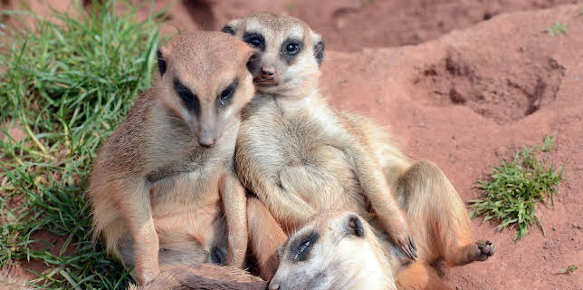 01:40: Elefant, Tiger & Co. | MDR Fernsehen | 12/20 2025