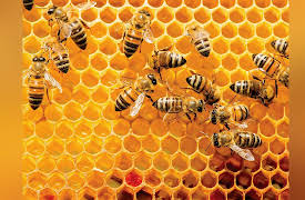 Food, Science, and the Human Body: Insects: The Other White Meat