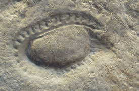 A New History of Life: Metazoans - Life Grows Up