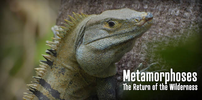 Metamorphoses - The Return of the Wilderness