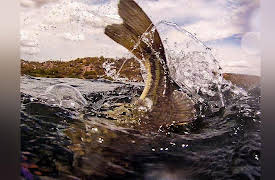 Fishing with Gary Senft: Spoon fishing with Matt Shura part 2