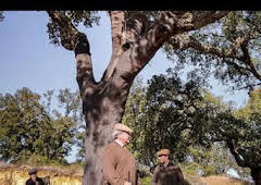 Lances monteros en Las Cortes de Portugal