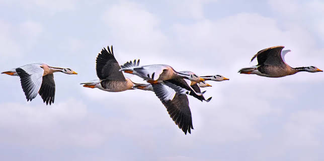 Secret Routes For Migratory Birds (2022)