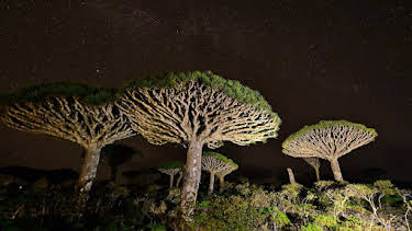 11:00 PM: Red Sea: Evolution's Magic Garden | Nat Geo Wild | 8/30 2026