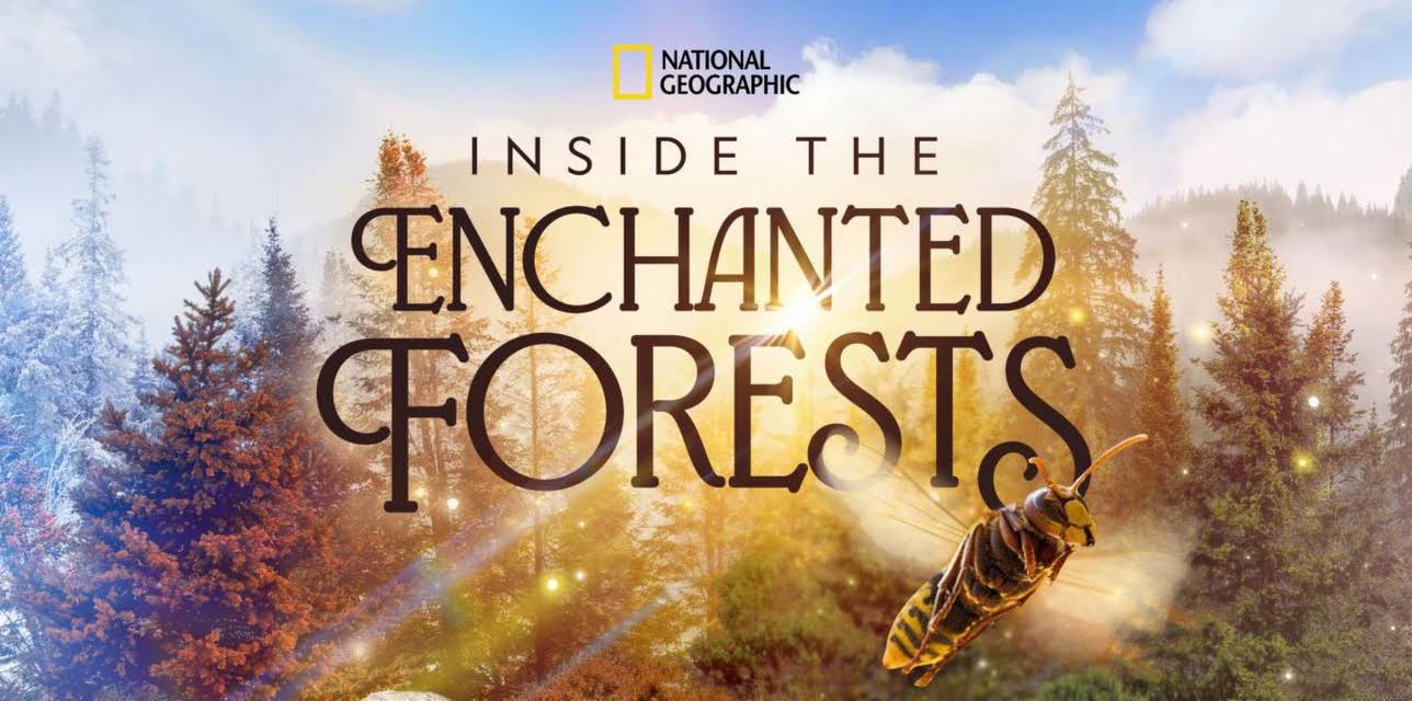 Inside the Enchanted Forests