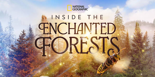 Inside the Enchanted Forests