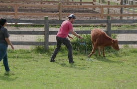 Saved By the Barn Season 1: Saved by the Barn: Beyond the Barn