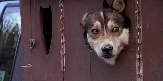 1:00 PM: Dr. Jeff: Rocky Mountain Vet (S1) | Discovery Channel | 3/24 2026