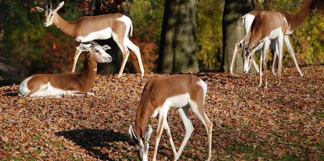 10:10: Nashorn, Zebra & Co (176) | BR Fernsehen | 2/18 2026