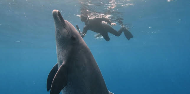 02:50: Im Bann der Delfine | 3SAT | 11/10 2025