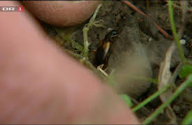 Bonderøven: Episode 17