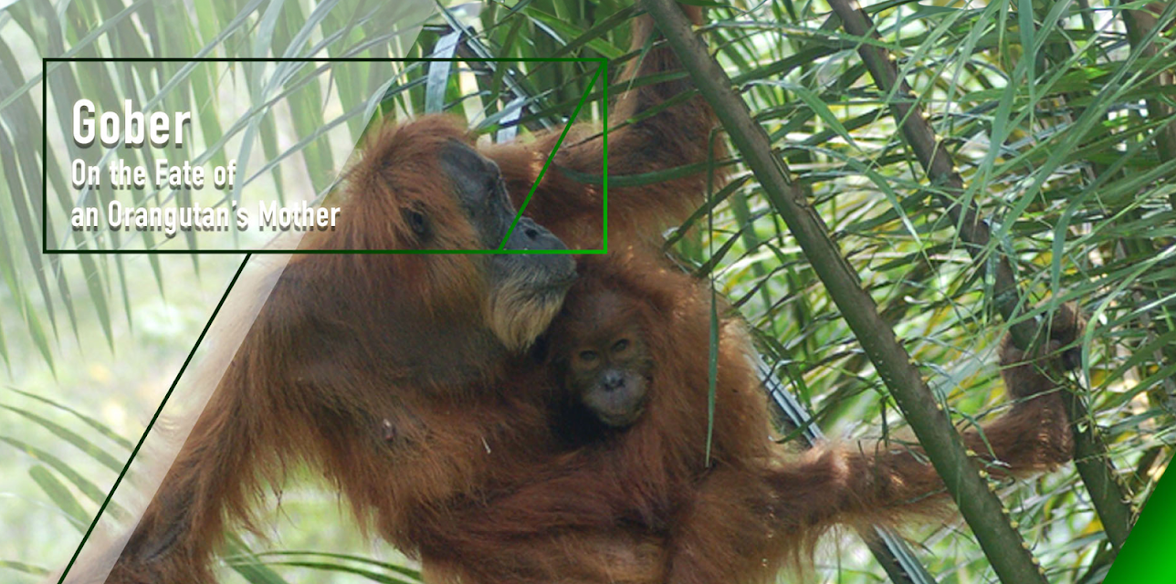 Gober - On the Fate of an Orangutan Mother (2017)
