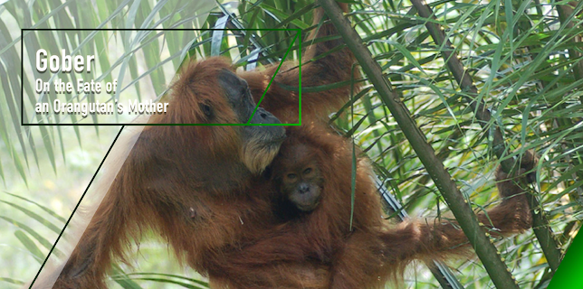 Gober - On the Fate of an Orangutan Mother (2017)