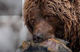 Wild Canada: The Wild West