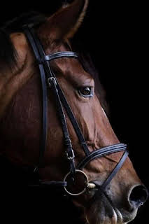 14:00: Global Champions Tour - Valkenswaard (T2026): Grand Prix | Eurosport 2 | 9/6 2026