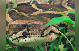 Feral: Burmese Pythons