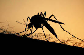 What's Next? The Future with Bill Gates: Episode 5