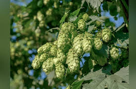 Everyday Guide to Beer: Malt, Hops, Yeast, Water: How Beer Is Made