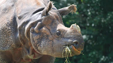 01:20: Neues aus dem Münchner Tierpark Hellabrunn (16/2) | RBB Fernsehen | 9/21 2026
