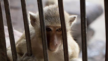 3:00 PM: Animal Cops Houston (S5) | Discovery Channel | 9/25 2026