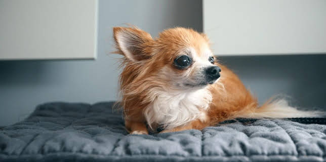 19:50: Tierretter unterwegs in Mitteldeutschland | MDR Fernsehen | 12/3 2025