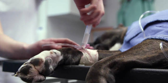 13:00: Die Tierärzte - Retter mit Herz (12) | Das Erste | 12/20 2025