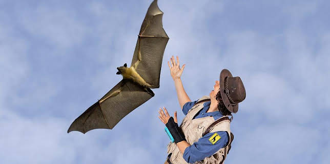 2:25 PM: Andy's Safari Adventures (S1) | Cbeebies | 11/26 2025