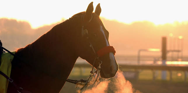 22:30: Ridsport | Eurosport 2 | 12/9 2025