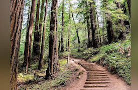 World Heritage Sites: Exploring the World’s Greatest Places: The Redwood Forests of California
