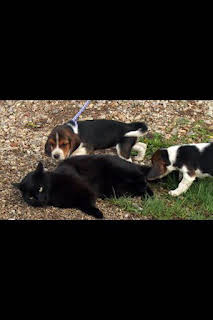 22:45: El increíble doctor Pol: El Beagle ha tomado tierra | Nat Geo Wild | 1/8 2026