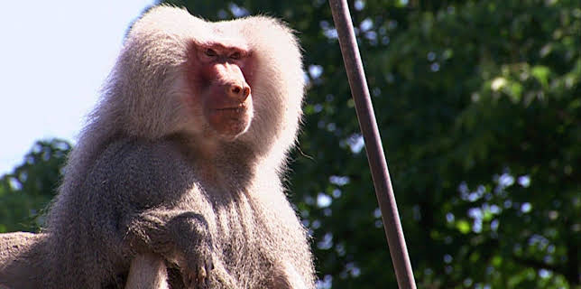 14:25: Elefant, Tiger & Co. (258) | MDR Fernsehen | 2/23 2026