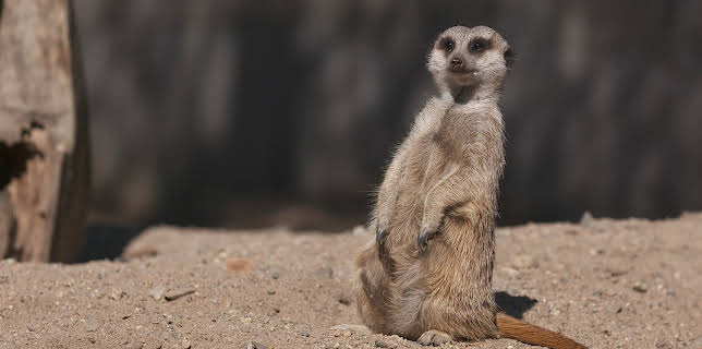 18:00: Dyrepasserne | TV 2 | 11/10 2025