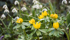 Schnittgut. Alles aus dem Garten