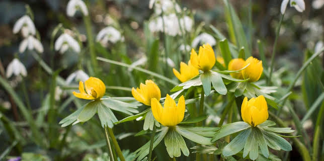 10:00: Schnittgut. Alles aus dem Garten | ARD Alpha | 2/10 2026