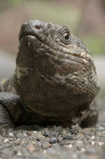 05:00: Objetivo Canarias | TV Canaria | 4/3 2026