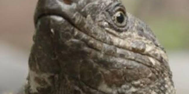 05:30: Objetivo Canarias | TV Canaria | 1/11 2026