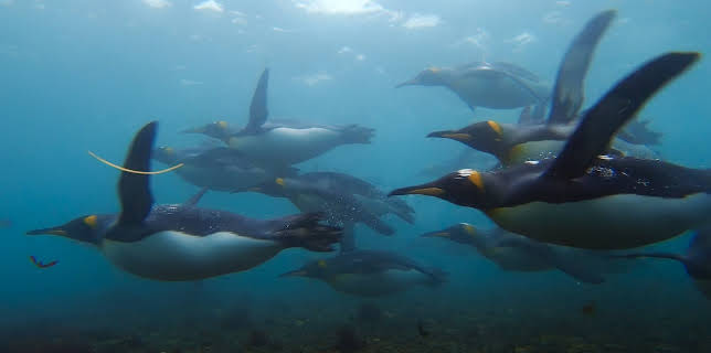 23:21: Ei iskald verd: Iskalde Antarktis | NRK 2 | 11/19 2025