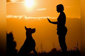 Outsmart Yourself: Brain-Based Strategies to a Better You: Train Yourself like a Dog