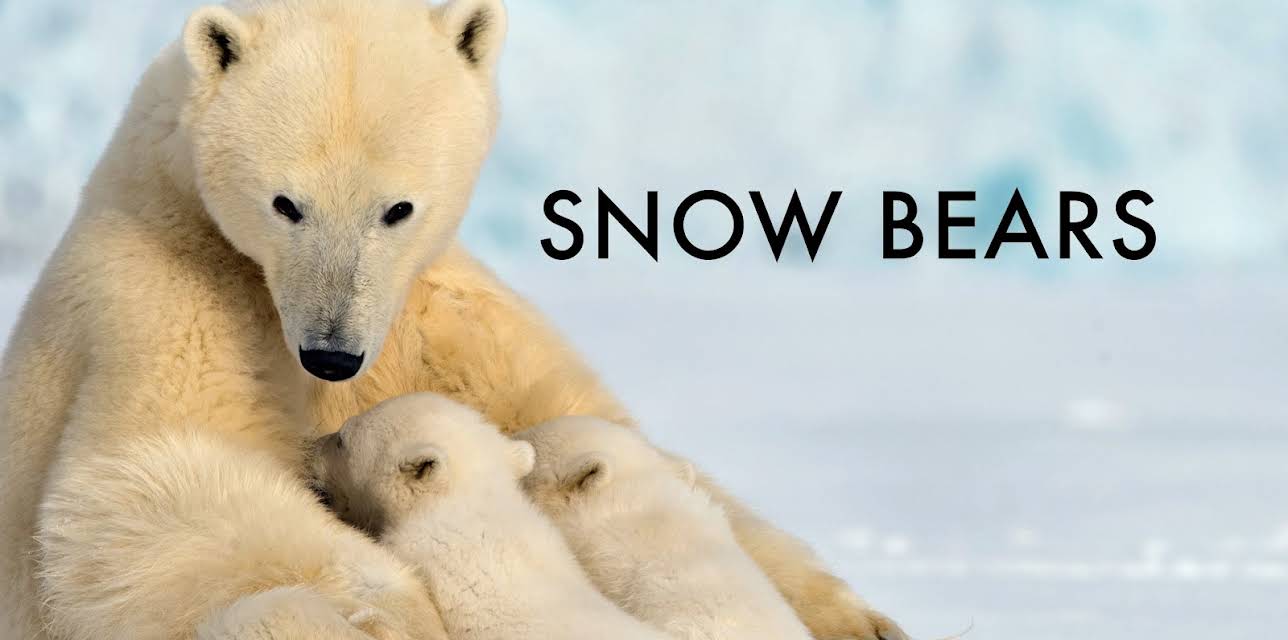 Snow Bears