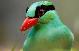 Asia, Season 1: Saving Asia